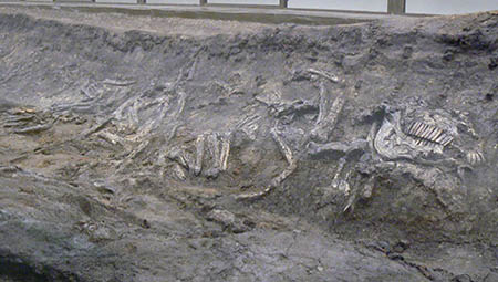 Nogle af hesteknoglerne i vikingeskibsgraven
